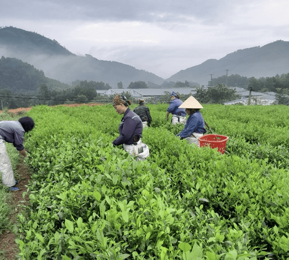 Quân Chu đổi thay sau một năm sáp nhập