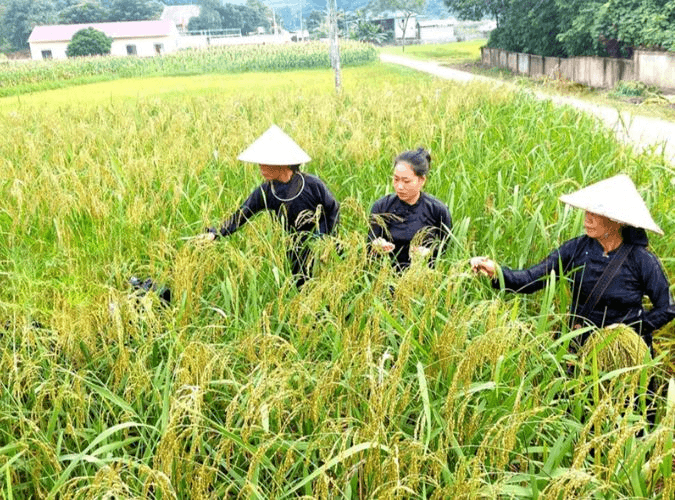 Giá lúa gạo hôm nay (8-4): Giá gạo đi ngang, giá lúa có xu hướng tăng