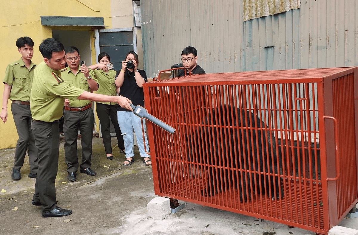 Cứu hộ 3 gấu ngựa từ xã Phụng Thượng, Hà Nội về Trung tâm cứu hộ gấu Việt Nam
