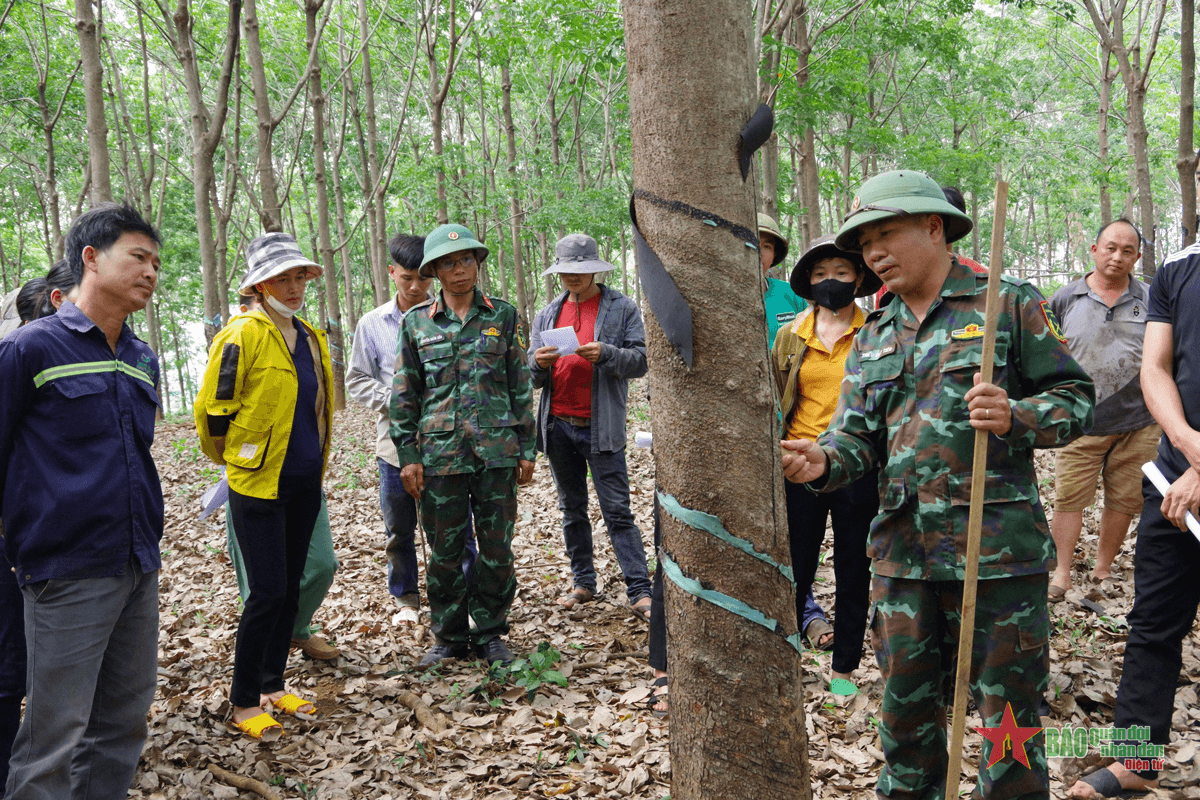 Nông trường 720: Tập huấn kỹ thuật khai thác cao su cho đồng bào dân tộc thiểu số