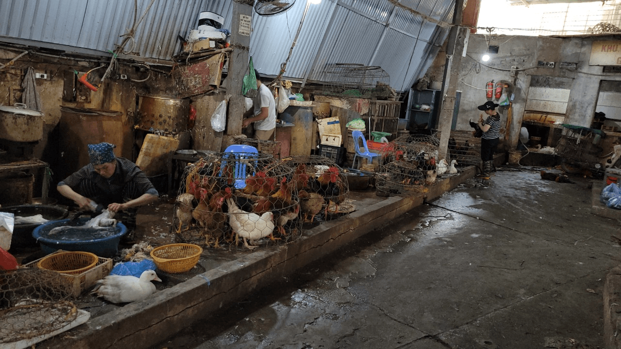 Không chủ quan với cúm gia cầm