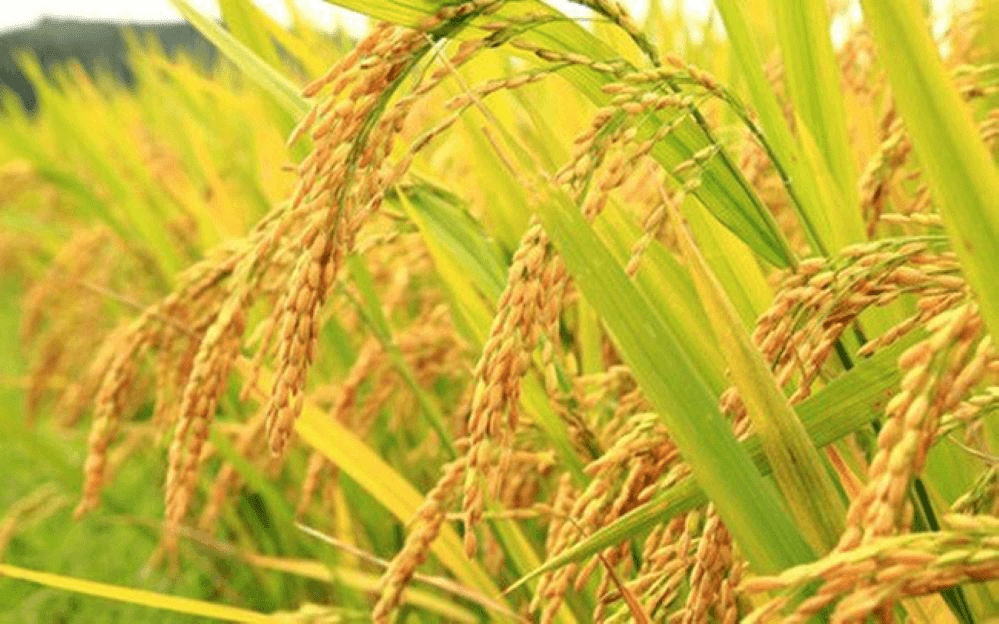 Giá lúa gạo hôm nay (10-4): Giá gạo xuất khẩu tăng, giảm trái chiều