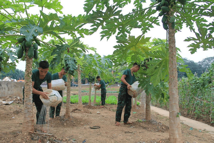 Bí quyết bảo đảm đủ rau xanh mùa giáp vụ