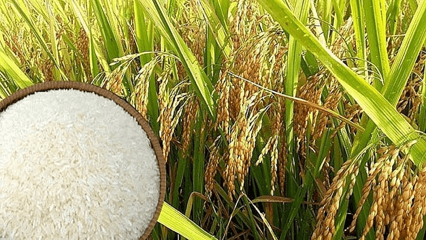 Giá lúa gạo hôm nay (13-4): Giá gạo đi ngang