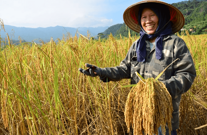 Giá lúa gạo hôm nay (17-4): Gạo giảm nhẹ, lúa ổn định