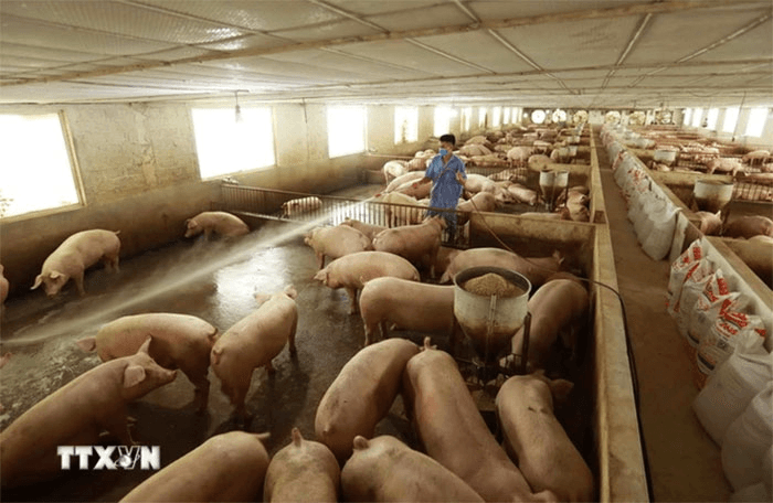 Giá lợn hơi hôm nay (20-4): Biến động nhẹ