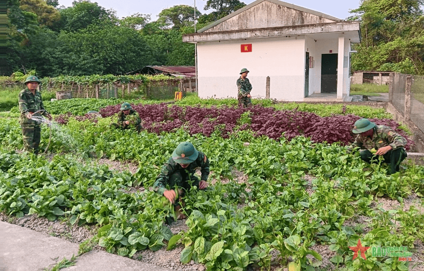 Hoa nở trên đá, rau trên đầm lầy ở đồn “4 không”