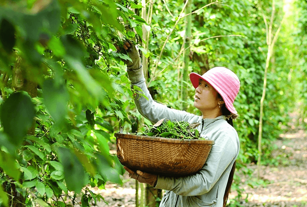 Giá hồ tiêu đồng loạt tăng
