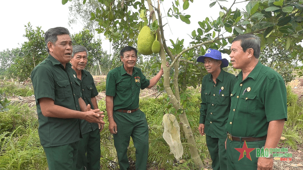 Thư về tòa soạn: Chăn nuôi, trồng trọt giúp nhiều cựu chiến binh thoát nghèo