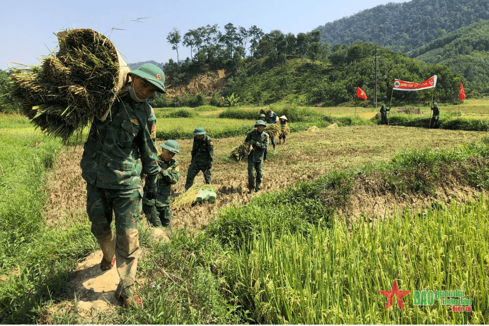 Vượt nắng giúp người dân biên giới thu hoạch lúa