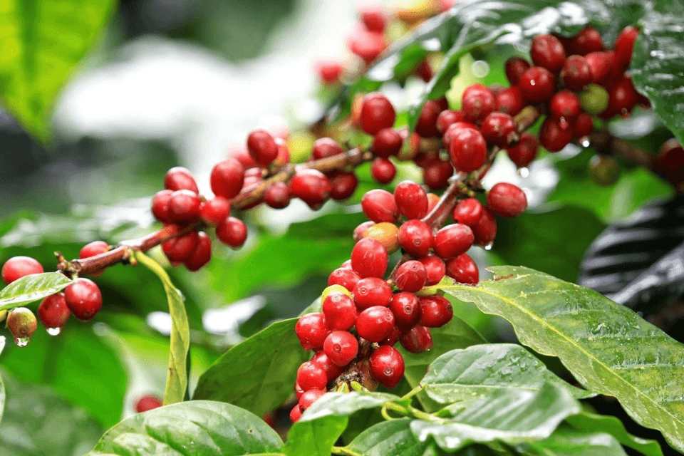 Giá cà phê hôm nay (30-4): Vượt mốc 134.000 đồng/kg