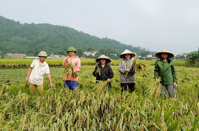Giá lúa gạo hôm nay (2-5): Không biến động