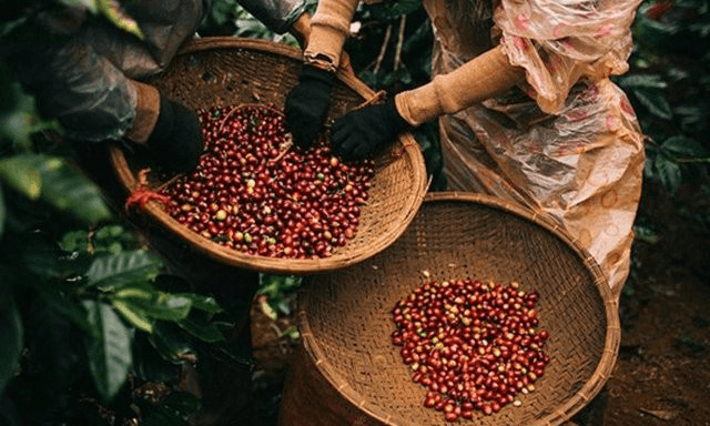 Giá cà phê hôm nay (2-5): Giảm nhẹ