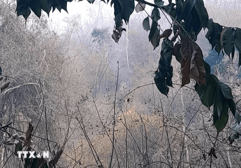 Ninh Thuận huy động lực lượng chữa cháy rừng trong đêm