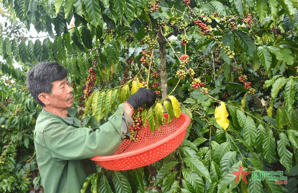 Giá cà phê tại Tây Nguyên lao dốc