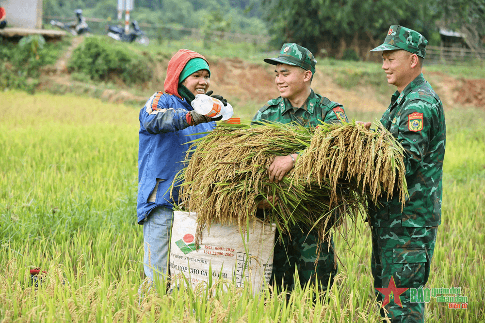 Đồn Biên phòng Hướng Lập giúp đồng bào Vân Kiều thu hoạch lúa