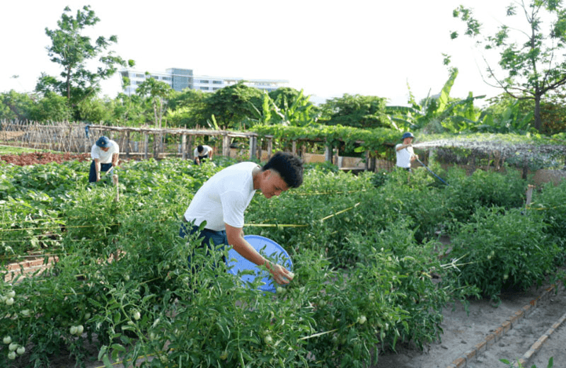Bộ đội hậu cần làm theo lời Bác Hồ dạy: Điểm sáng trong tăng gia sản xuất ở Sư đoàn 377