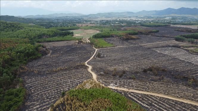 Khống chế vụ cháy rừng, ruộng mía tại Khánh Hòa