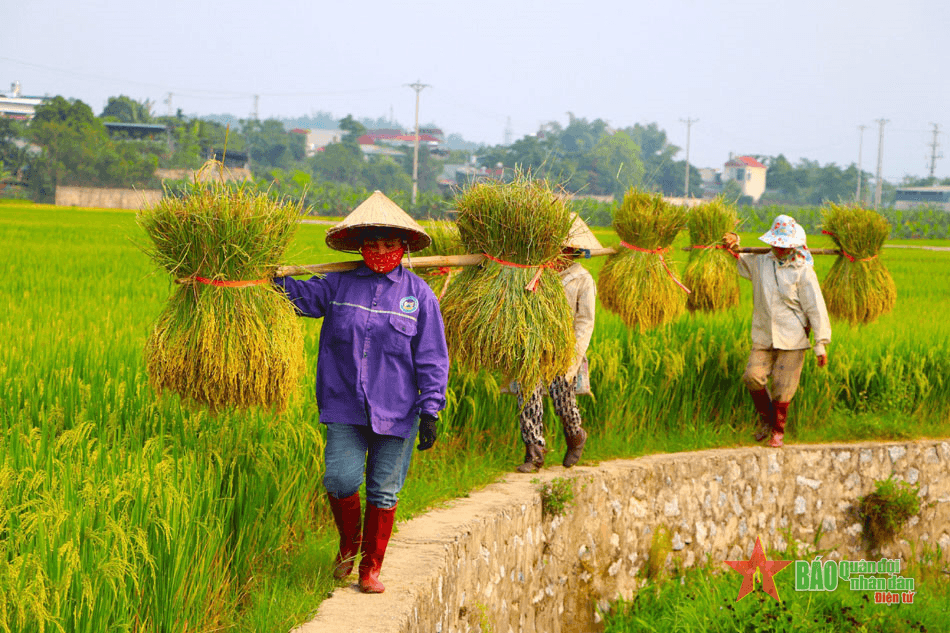 Rộn ràng mùa gặt