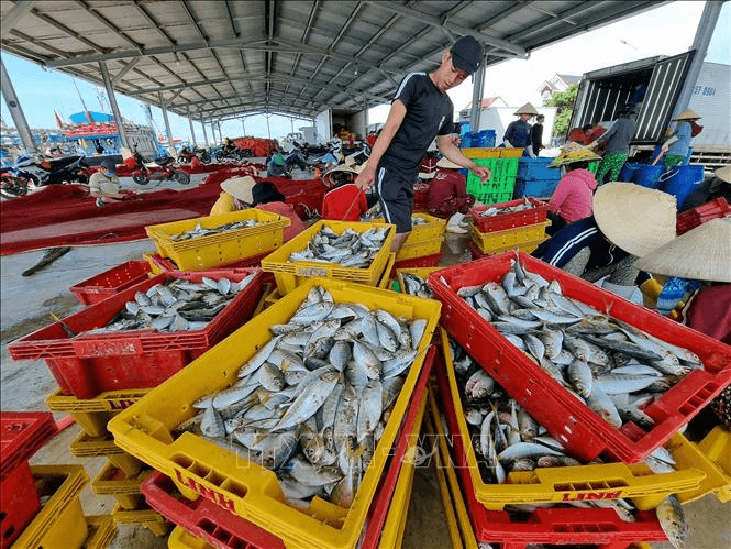 Phát triển nghề cá bền vững, hiện đại, bảo tồn đa dạng sinh học biển