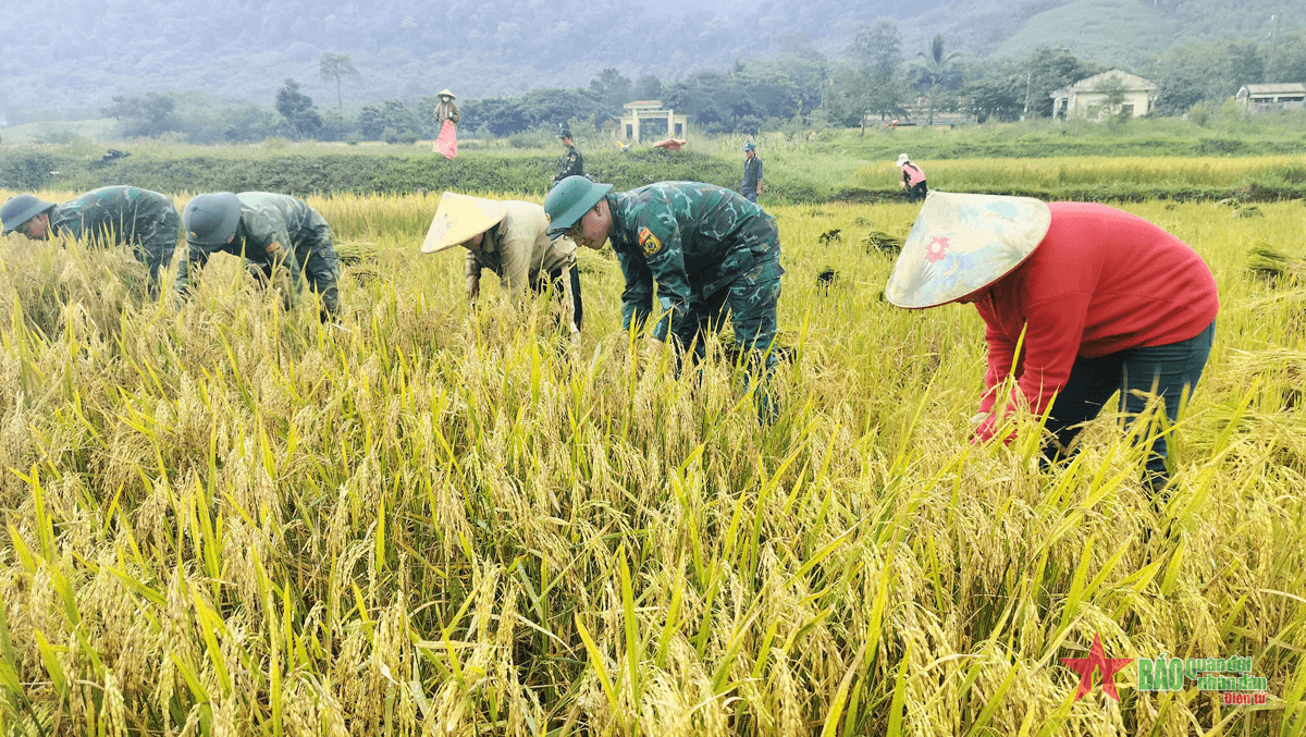 Đồn Biên phòng Cà Xèng giúp đồng bào Rục thu hoạch lúa