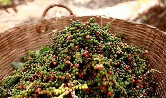 Giá hồ tiêu hôm nay (14-5): Dao động quanh mức 102.000 - 103.000 đồng/kg