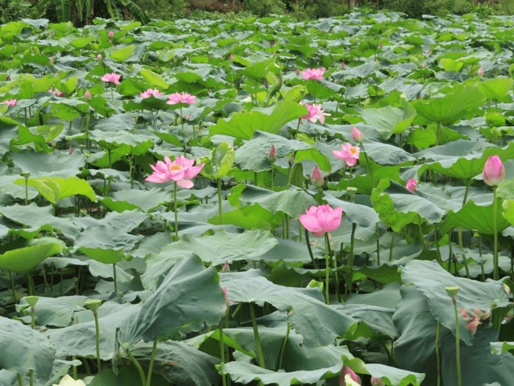 Hà Nội lần đầu tổ chức Lễ hội Sen