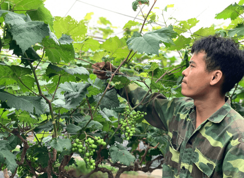 Thư về tòa soạn: Phát triển kinh tế nhờ cây nho Hạ Đen