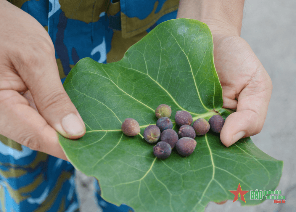Đặc sản "Nho biển Trường Sa"