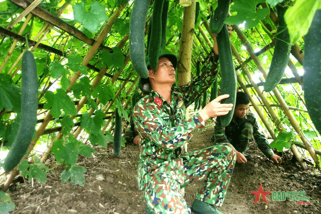 Sư đoàn 324 (Quân khu 4): Tăng gia hiệu quả, nâng cao đời sống bộ đội