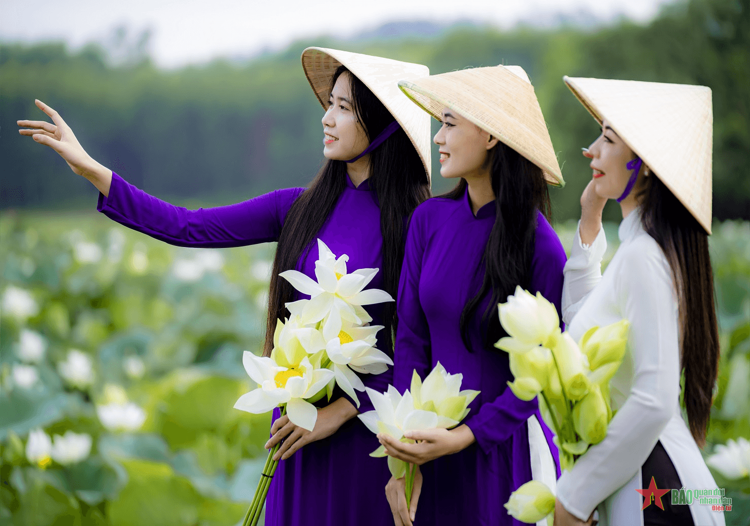 Đắm mình trong hương sen Huế