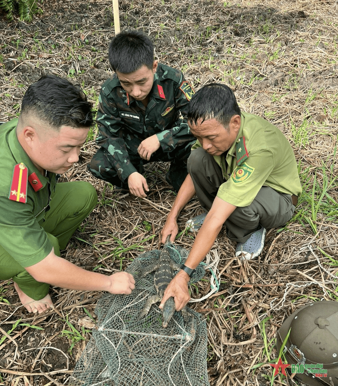 Thả kỳ đà hoa quý hiếm bị mắc bẫy về môi trường tự nhiên