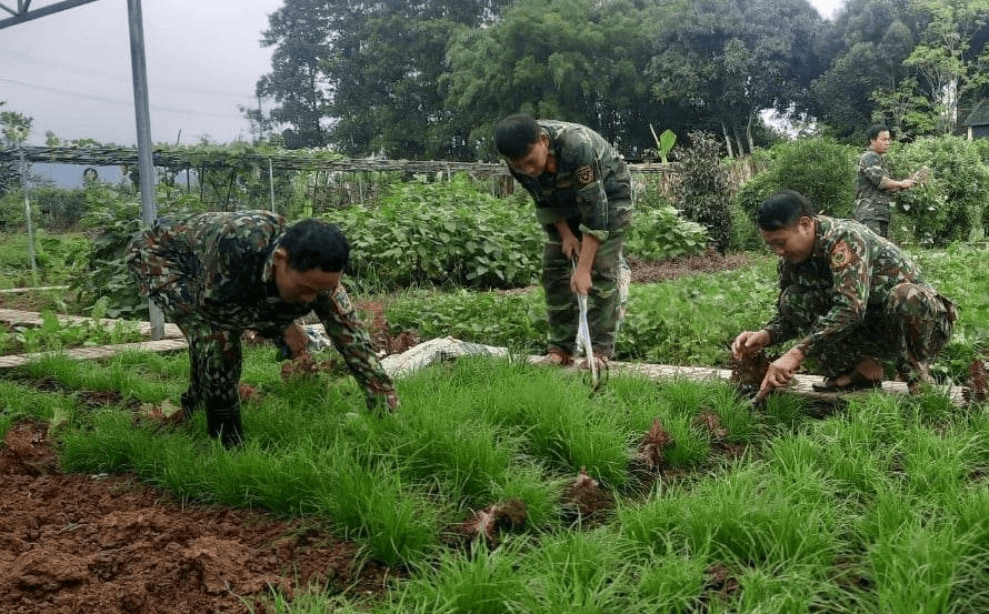 Đẩy mạnh tăng gia, nâng cao đời sống bộ đội
