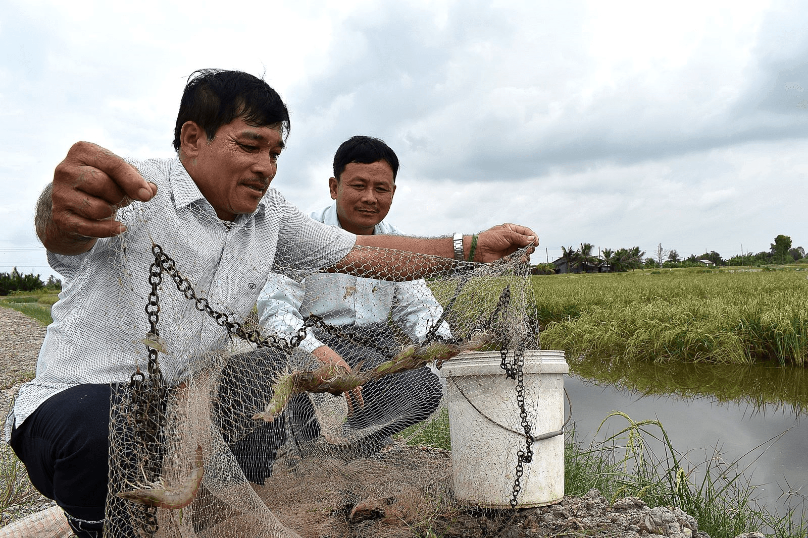 Cựu chiến binh Lê Văn Mưa mê lúa
