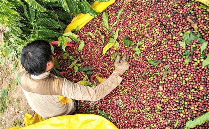 Giá cà phê hôm nay (ngày 3-6): Giảm 4.000 đồng/kg