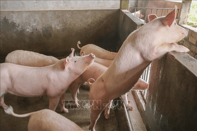 Giá lợn hơi hôm nay (ngày 3-6): Đồng loạt "lặng sóng"
