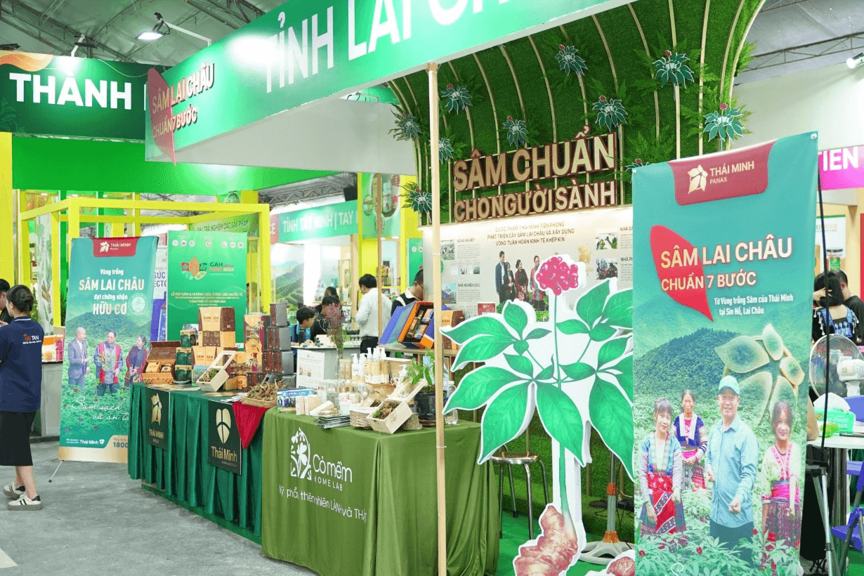 Sâm Lai Châu - “quốc bảo” dành cho mọi nhà