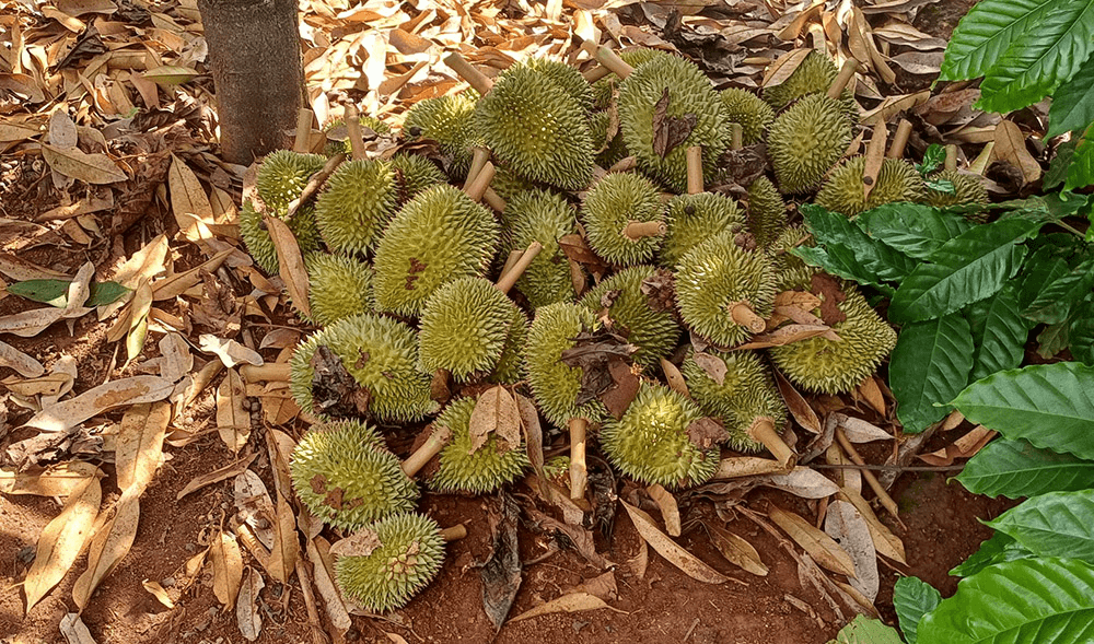 Thư về tòa soạn: Nơm nớp nỗi lo cây trồng bị phá hoại