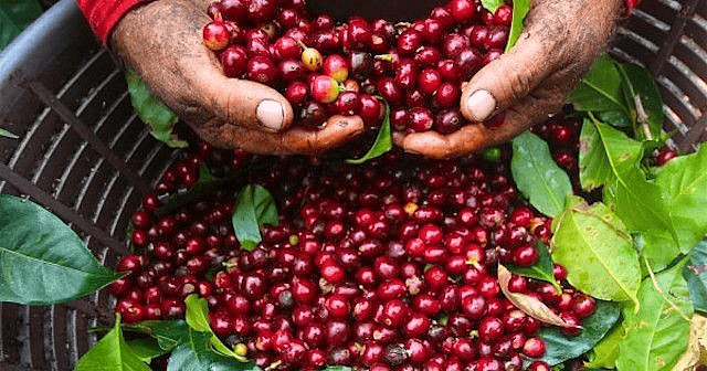 Giá cà phê hôm nay (7-6): Tiếp tục tăng
