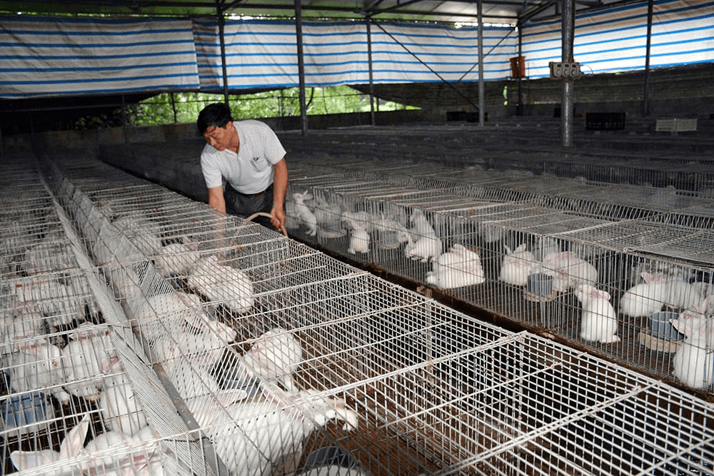Ngăn chặn nguy cơ kháng kháng sinh trong nông nghiệp