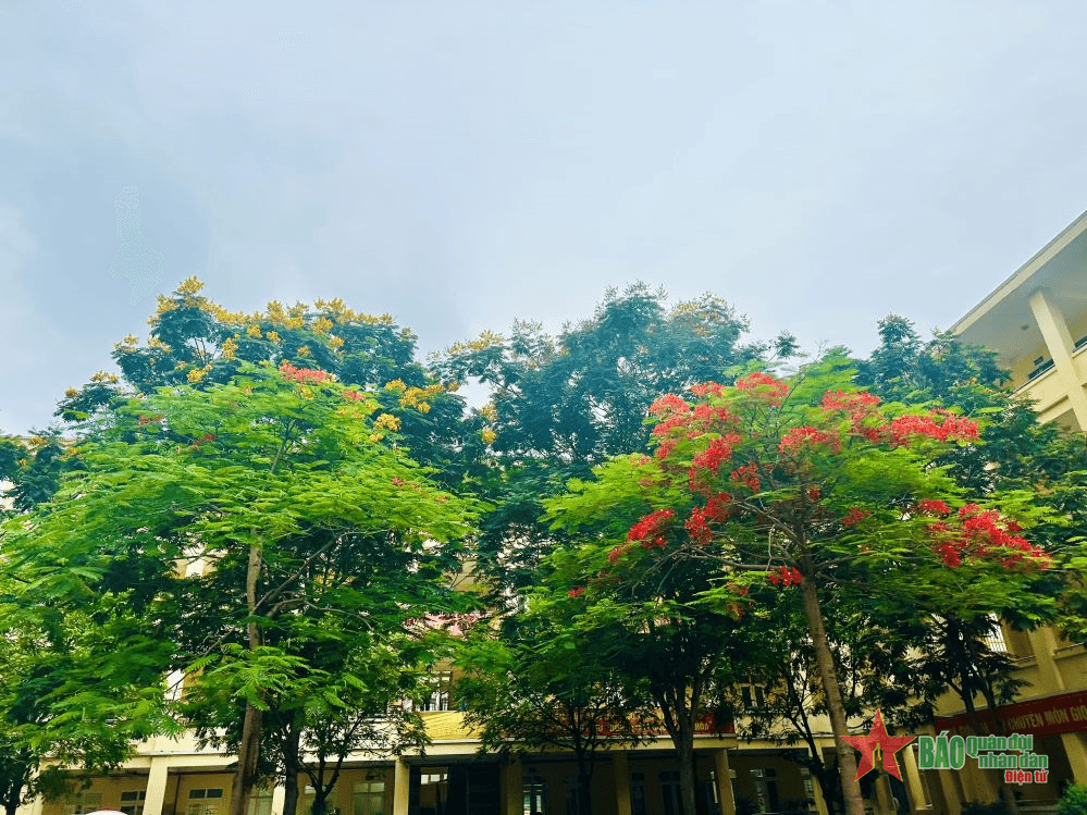 Khung trời hoa phượng đỏ
