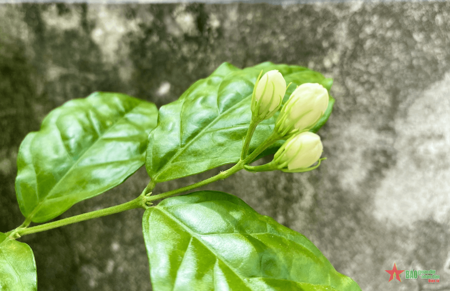Hương nhài ướp đậm giấc quê