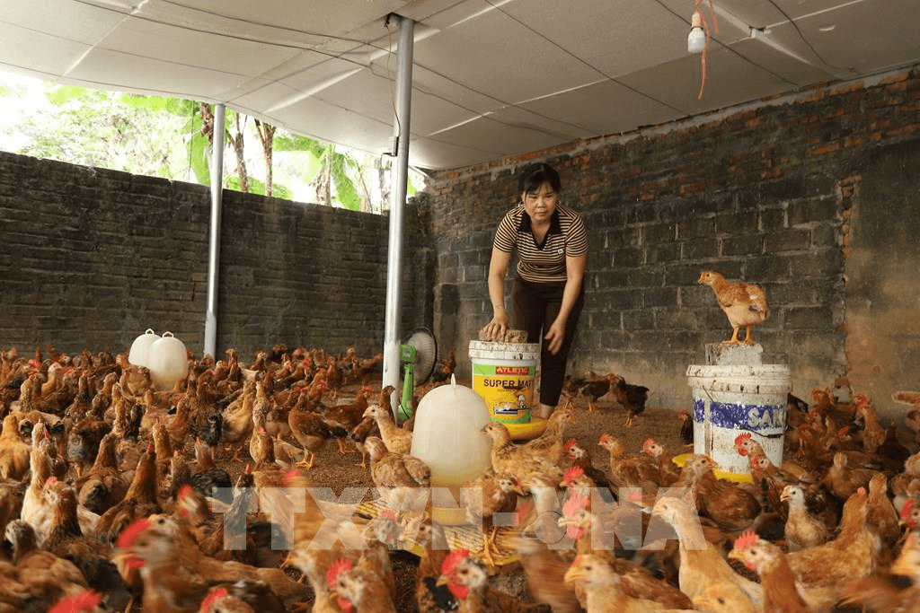 Công điện của Thủ tướng về phòng, chống dịch bệnh gia súc, gia cầm