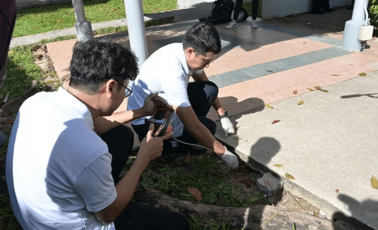 Singapore tìm phương án xử lý triệt để nạn chuột