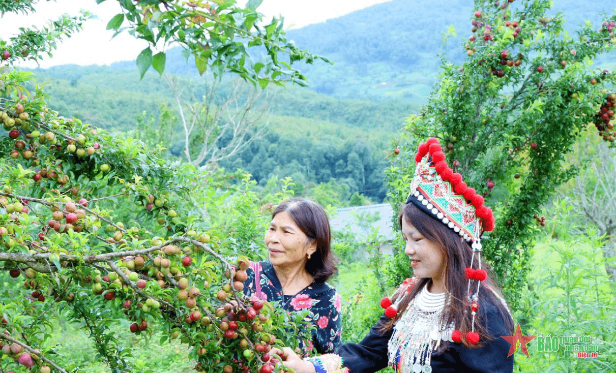 Hái mận máu trên cao nguyên Y Tý