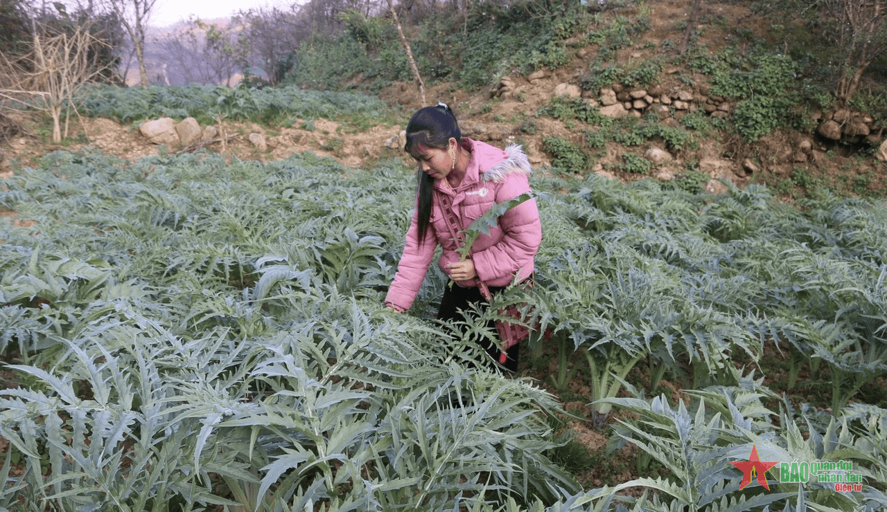 Nông dân Sa Pa được mùa dược liệu Atiso niên vụ 2023-2024