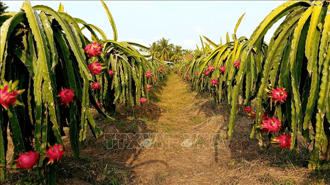 Trợ lực cho cây ăn quả chủ lực