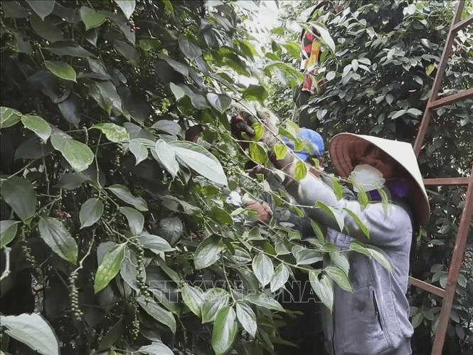 Giá hồ tiêu hôm nay (28-6): Giá hồ tiêu trong nước tăng vọt