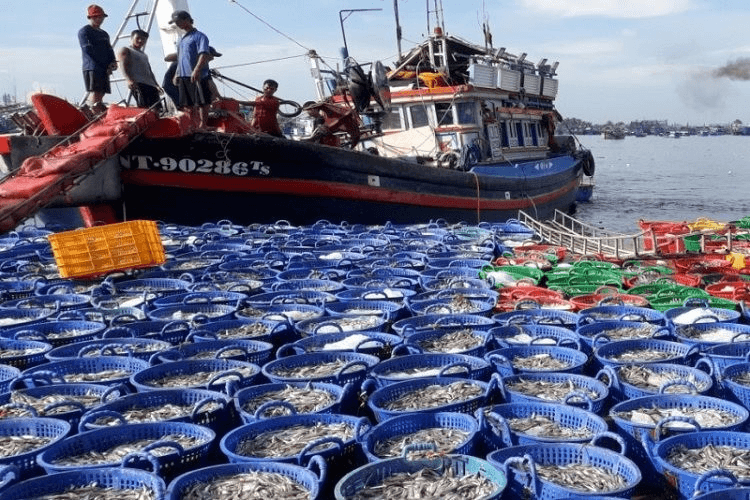 Hỏi-đáp pháp luật: Hành vi vi phạm quy định về hạn ngạch sản lượng khai thác thủy sản bị xử phạt như thế nào?