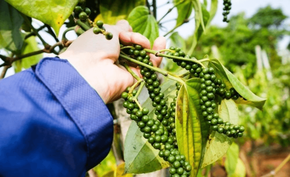 Giá hồ tiêu hôm nay (1-7): Ở ngưỡng 153.000 đồng/kg trở lên